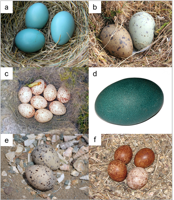 Several colourful bird eggs