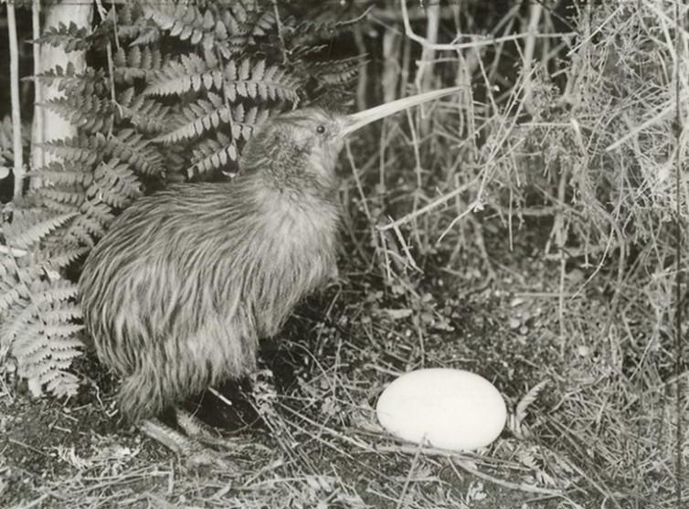 A black and white image of a kiwi bird standing next to a large egg