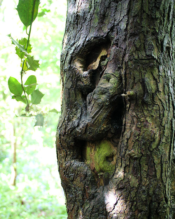 devils-wood-blog-oak-grin