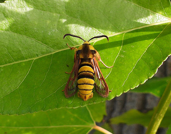 This is a Hornet Clearwing on a leaf