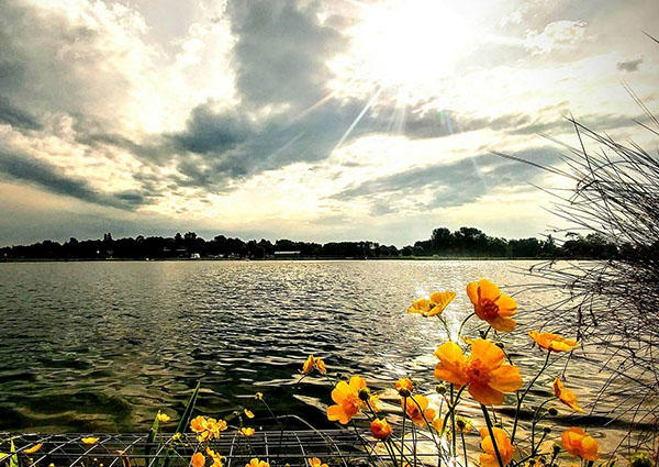 A view over the lake at Lakeside Campus. The sun is setting and some orange flowers are  in close up in the foreground of the picture